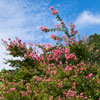 千石城山を背景に山桜