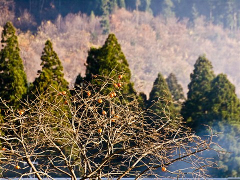 柿の木のある風景