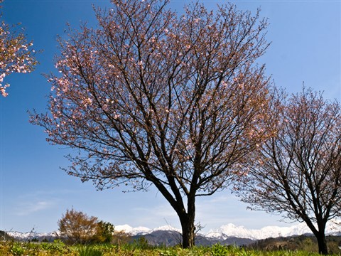 桜と山並み